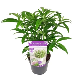 Rostrinucula dependens ( Hangende buddleja -