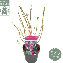 Rostrinucula dependens ( Hangende buddleja -