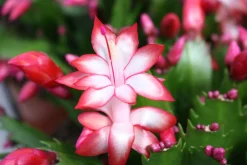 Schlumbergera rood ( Lidcactus )