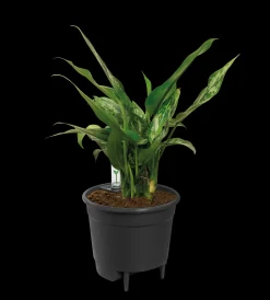 SELF-WATERING INSERT 17CM LIVING BLACK