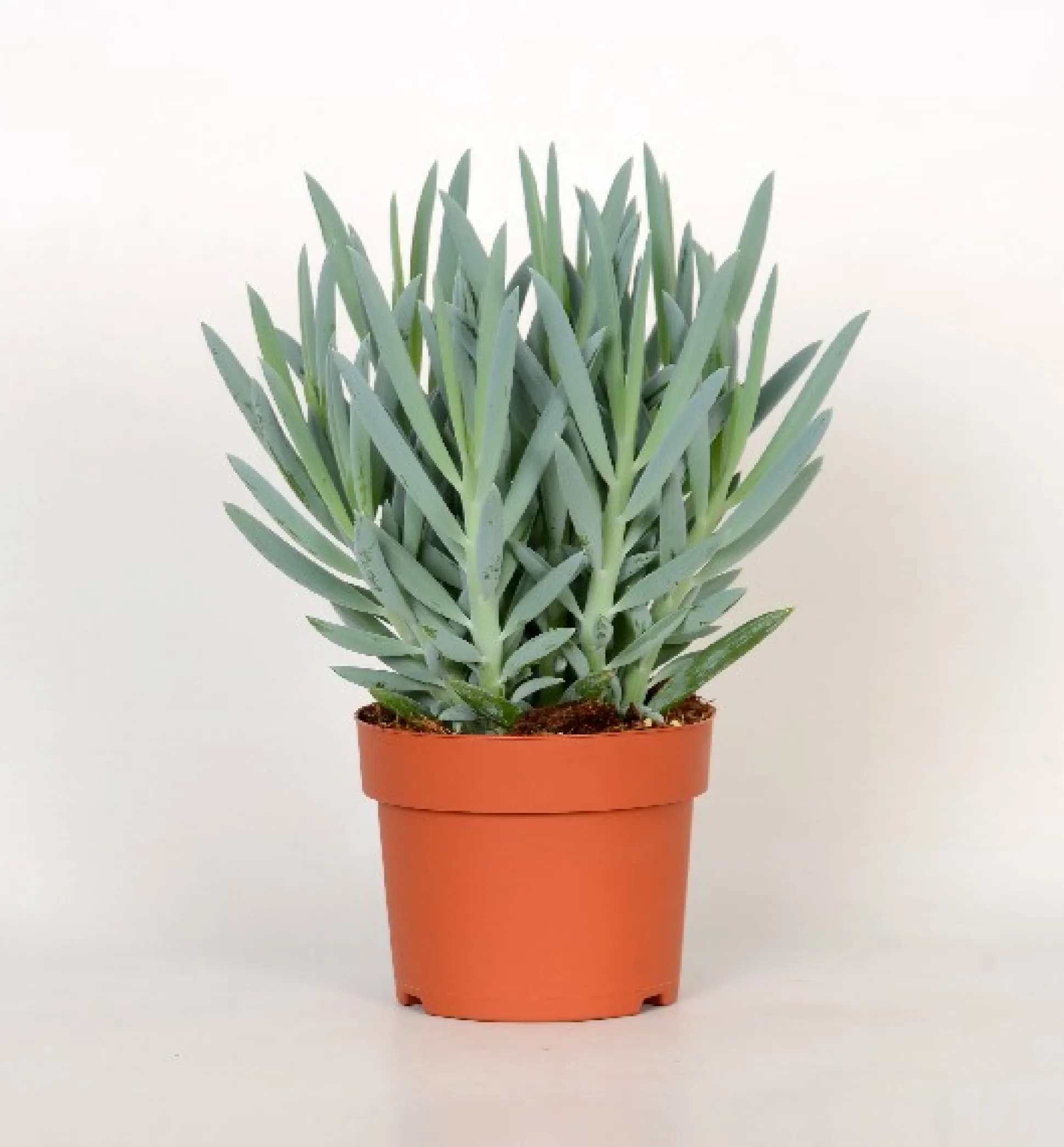 Senecio Mount Everest ( Senecio Ficoides )