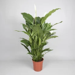 Spathiphyllum 'sweet sebastiano' (lepelplant)