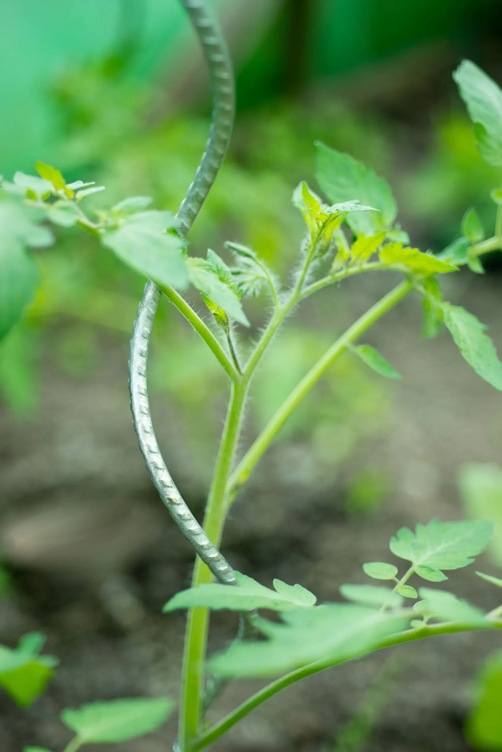 Spiraalvormige plantensteun