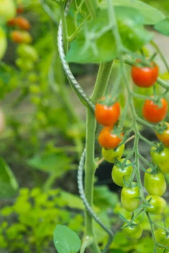 Spiraalvormige plantensteun