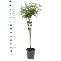 Stamroos Rosa 'Wildberry'