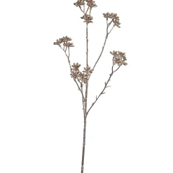 Steranjs 62cm champagne