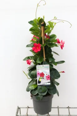 Sundaville pyramide 2,5l