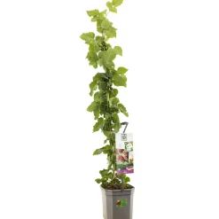 Tayberry 150 cm - kruising braam-framboos