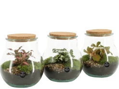 Terrarium arrangement