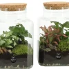 Terrarium arrangement