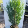 Thuja plicata Atrovirens ( Reuzenlevensboom )