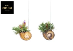 Tillandsia Shelly hang (luchtplantje)