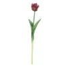 Tulipa
