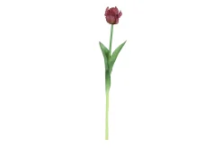 Tulipa