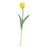Tulipa