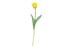 Tulipa