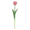 Tulipa