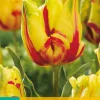 Tulp texas flame 7st