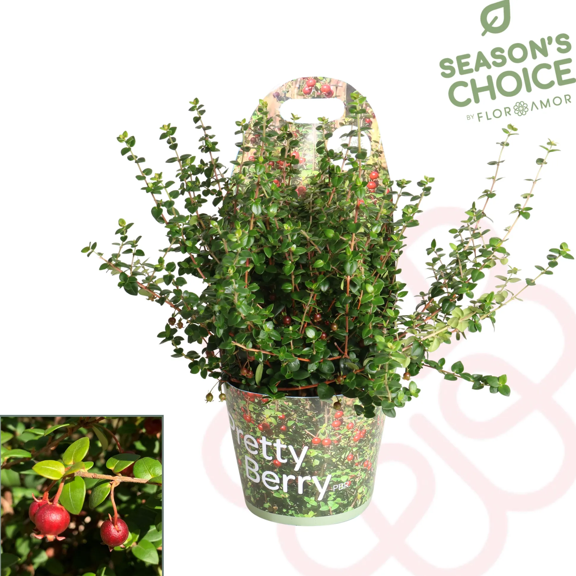 Ugni molinae ( Chileense Guava )