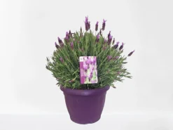 Vlinder lavendel p25