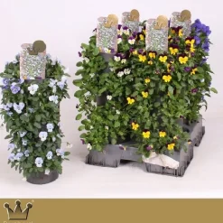 Wanderellaa viola corn p15 h50