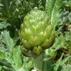 Zaden: artichoc imperial star