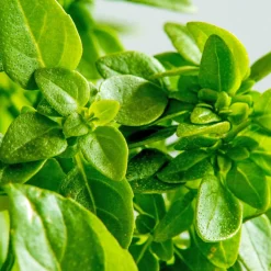 Zaden: basilicum groen fijn