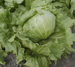 Zaden: bataviasla iceberg "saladin"