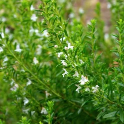 Zaden: bonekruid des montagnes