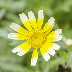 Zaden: chrysant eetbaar shungiku