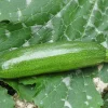 Zaden: courgette mutabile