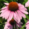 Zaden: echinacea purpurea