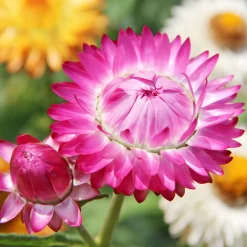 Zaden: goudstrobloem