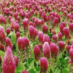 Zaden: incarnaatklaver (groenbemester)