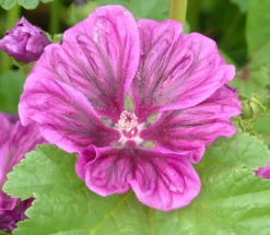 Zaden: kaasjeskruid (malva)