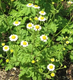 Zaden: kamille groot