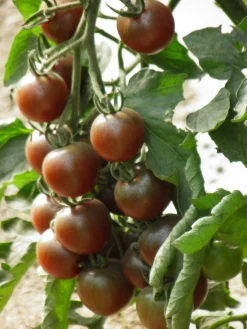 Zaden: kerstomaat black cherry