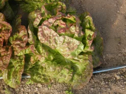 Zaden: kropsla wonder van de 4 seizoenen