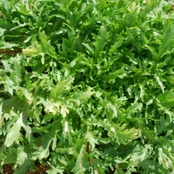 Zaden: krulandijvie fine de louviers