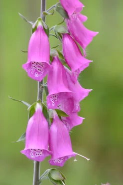 Zaden: paars vingerhoedskruid