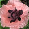 Zaden: papaver enkele roze