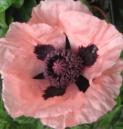 Zaden: papaver enkele roze