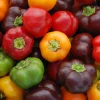 Zaden: paprika mini bell mix