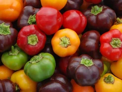 Zaden: paprika mini bell mix