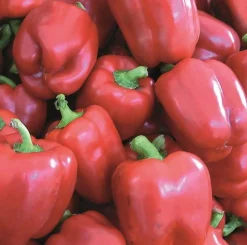 Zaden: paprika yolo wonder