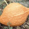 Zaden: pompoen golden hubbard