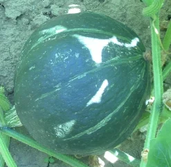 Zaden: pompoen green hokkaïdo