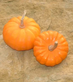 Zaden: pompoen jack be little