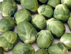 Zaden: spruitkool groninger