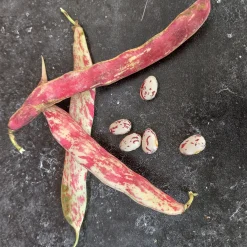 Zaden: stamdroogboon borlotto